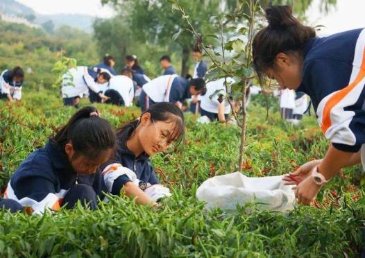 【劳育评价】人民教育 | 如何设计指向劳动素养的表现性评价(内附案例)